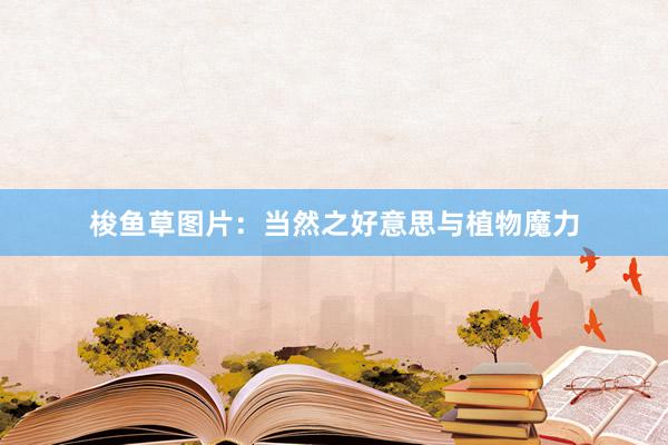 梭鱼草图片：当然之好意思与植物魔力